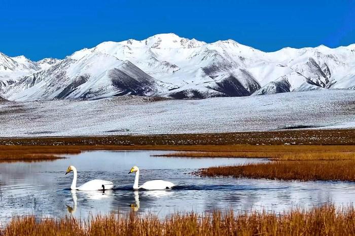 祁连山腹地水鸟云集 蓝天雪山尽显和谐纯净